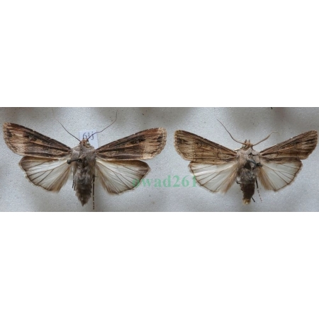 Agrotis ipsilon (Hufnagel, 1766) pair Rolnica gwoździarka Czech61j